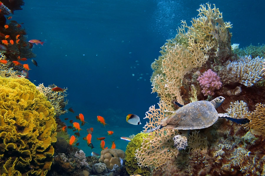 Diving in South America